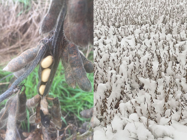 Dave Newby's crop (left) near Bondurant, Iowa shows rain's effects on soybeans, while harvest is delayed on Dave Blasey's field (right), in eastern North Dakota as his soybeans were buried under snow. (Photos courtesy of Dave Newby and Dave Blasey)